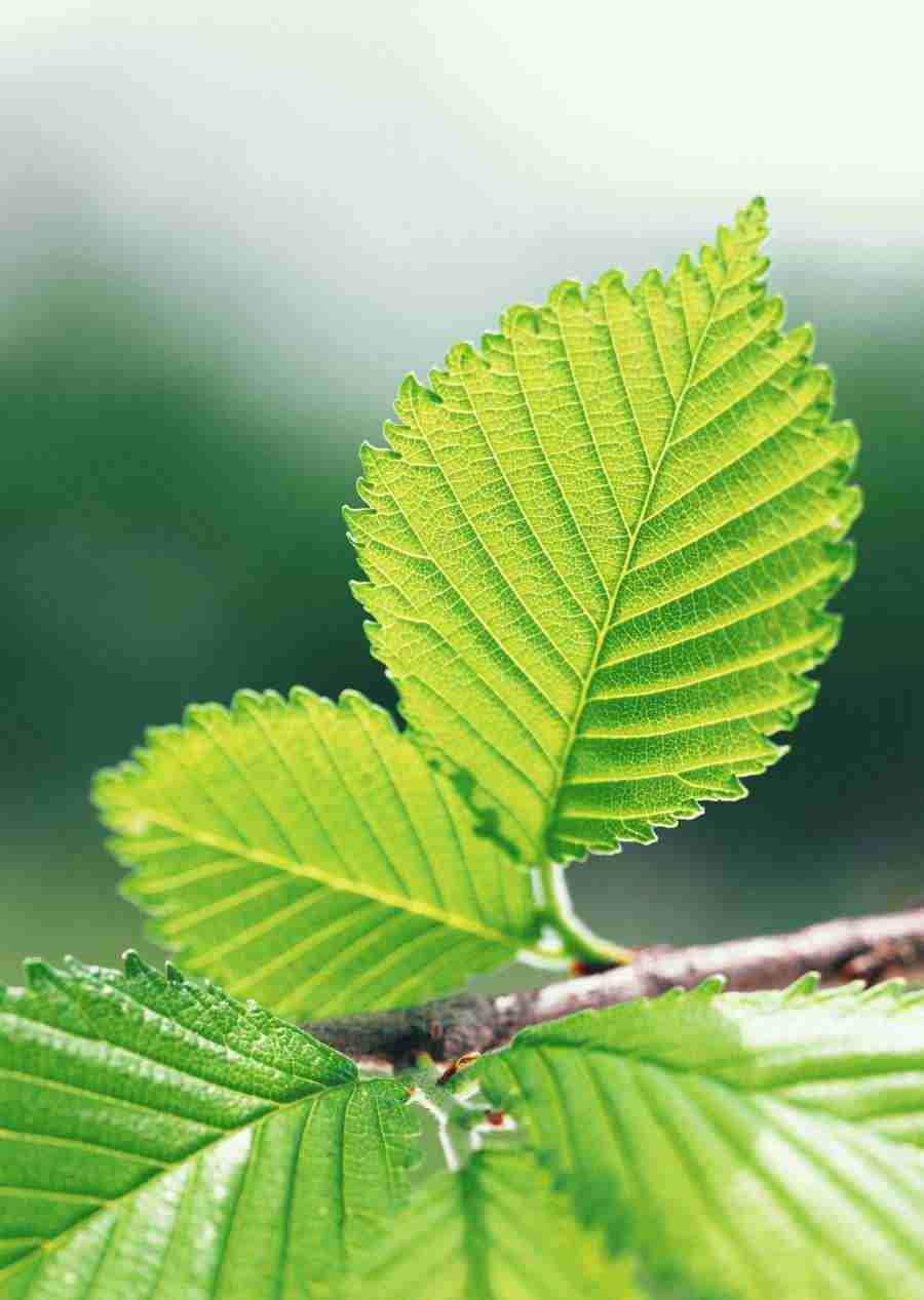 New Foliage - Datacraft Sozaijiten  ></a>
<script language=JavaScript> 
  var txt = 