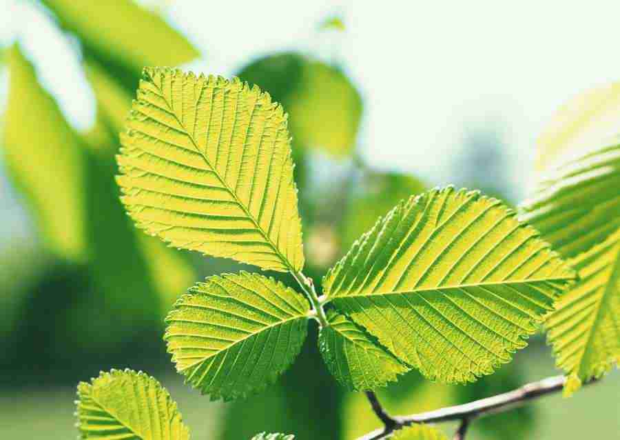 New Foliage - Datacraft Sozaijiten  ></a>
<script language=JavaScript> 
  var txt = 