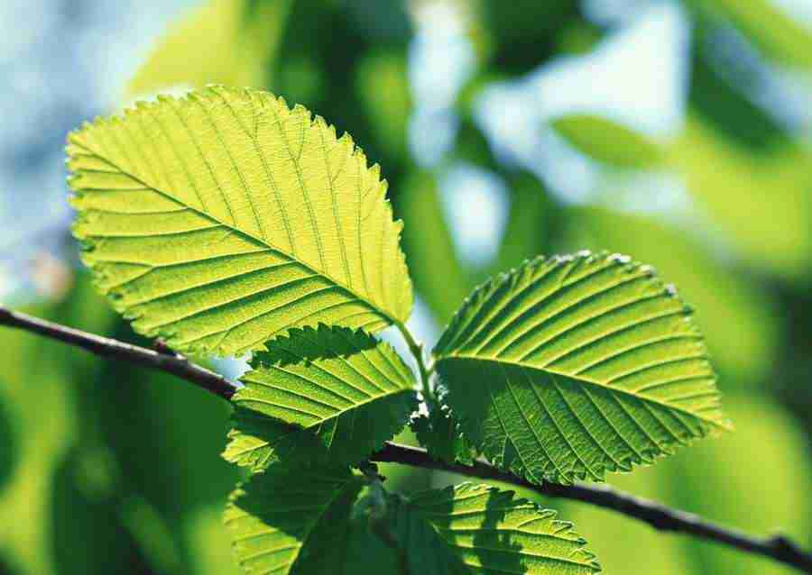 New Foliage - Datacraft Sozaijiten  ></a>
<script language=JavaScript> 
  var txt = 