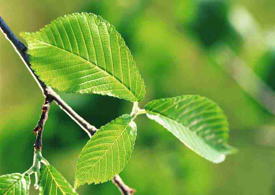 New Foliage - Datacraft Sozaijiten  ></a>
<script language=JavaScript> 
  var txt = 