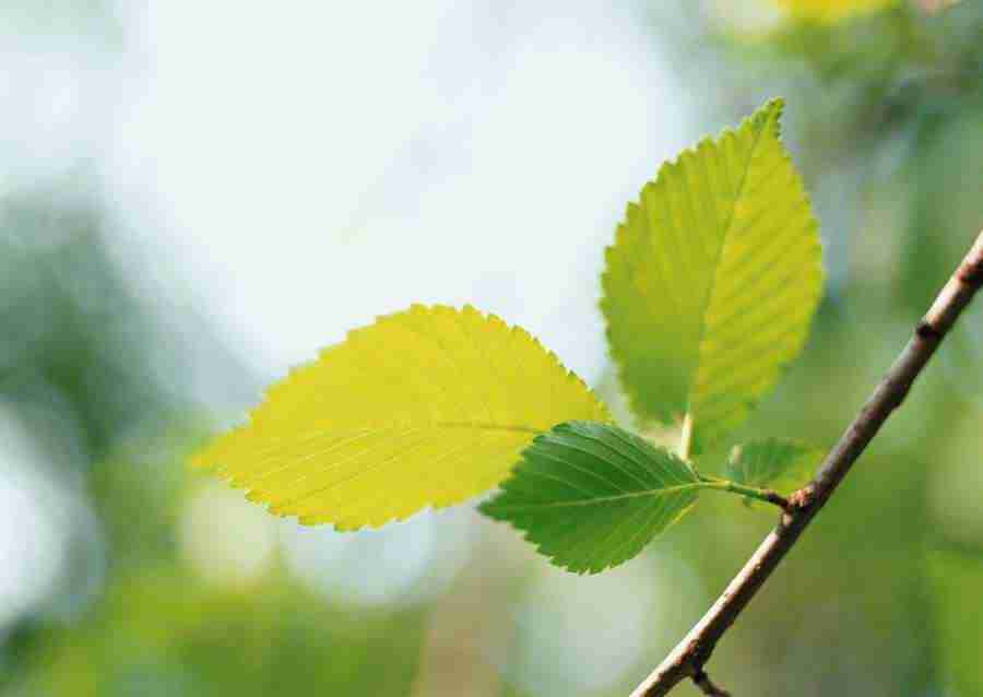 New Foliage - Datacraft Sozaijiten  ></a>
<script language=JavaScript> 
  var txt = 