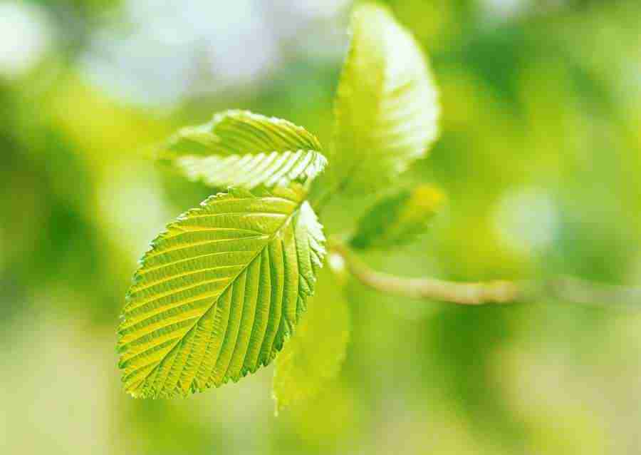 New Foliage - Datacraft Sozaijiten  ></a>
<script language=JavaScript> 
  var txt = 