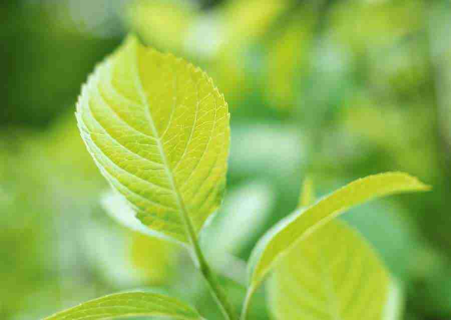 New Foliage - Datacraft Sozaijiten  ></a>
<script language=JavaScript> 
  var txt = 