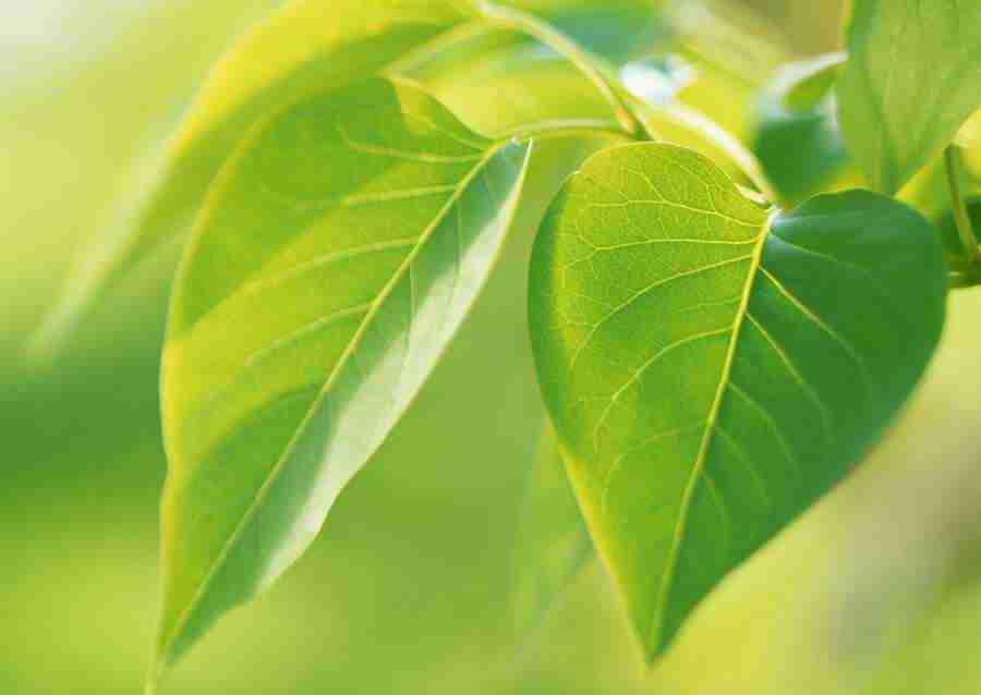 New Foliage - Datacraft Sozaijiten  ></a>
<script language=JavaScript> 
  var txt = 