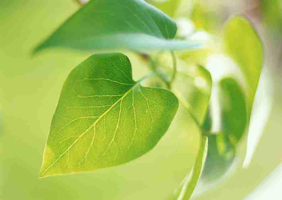 New Foliage - Datacraft Sozaijiten  ></a>
<script language=JavaScript> 
  var txt = 