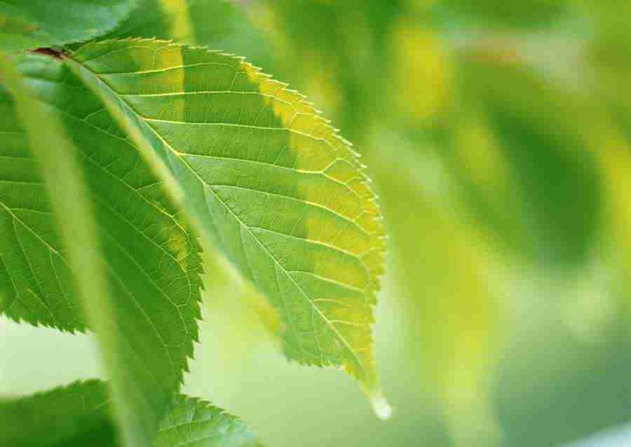 New Foliage - Datacraft Sozaijiten  ></a>
<script language=JavaScript> 
  var txt = 