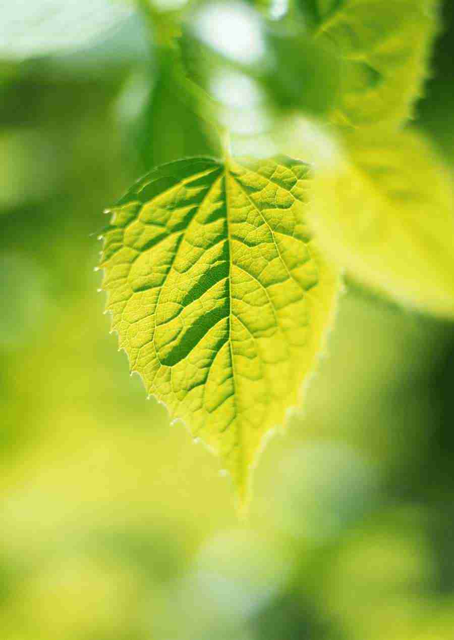 New Foliage - Datacraft Sozaijiten  ></a>
<script language=JavaScript> 
  var txt = 