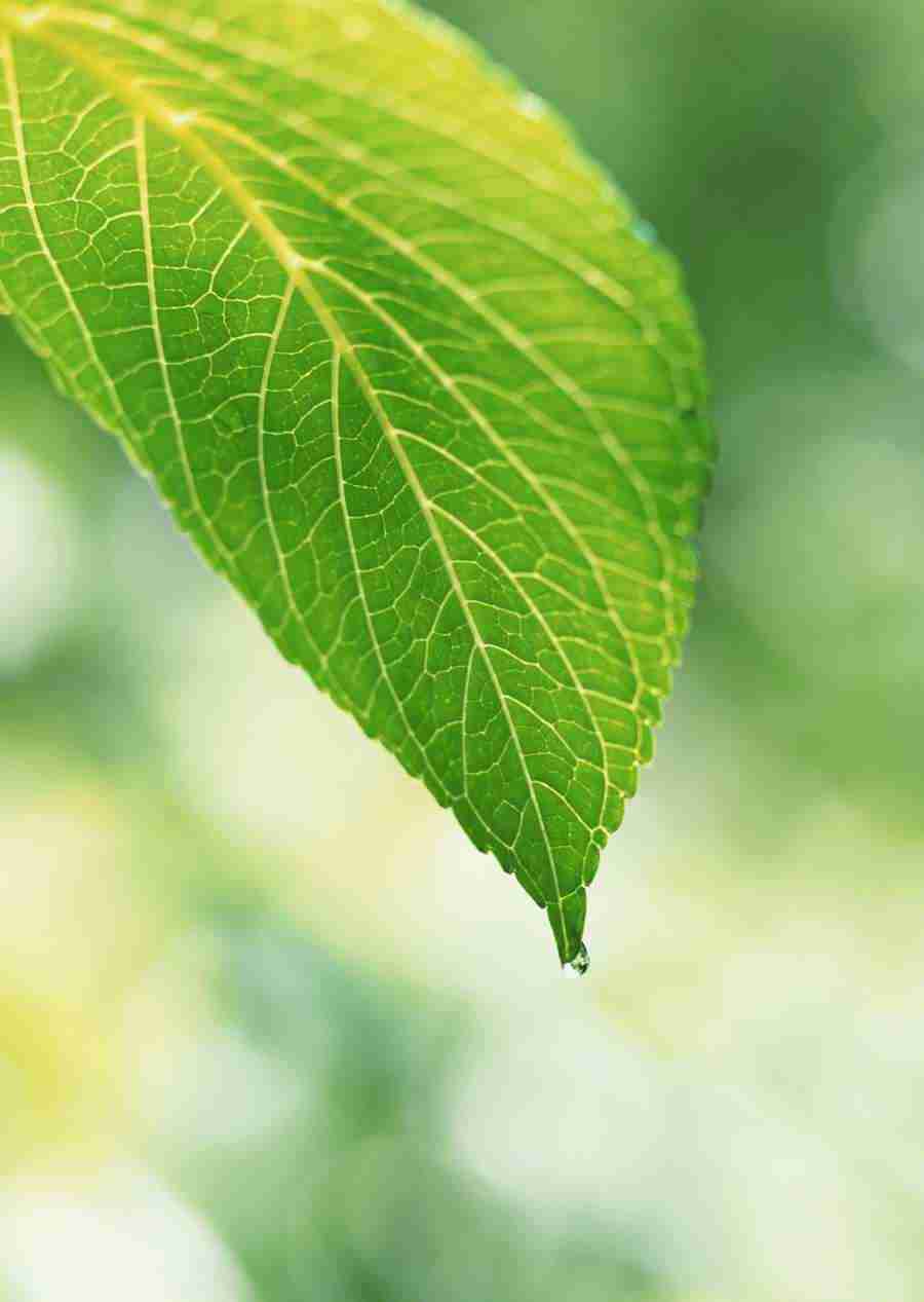 New Foliage - Datacraft Sozaijiten  ></a>
<script language=JavaScript> 
  var txt = 