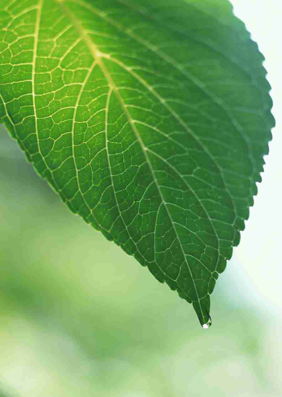 New Foliage - Datacraft Sozaijiten  ></a>
<script language=JavaScript> 
  var txt = 