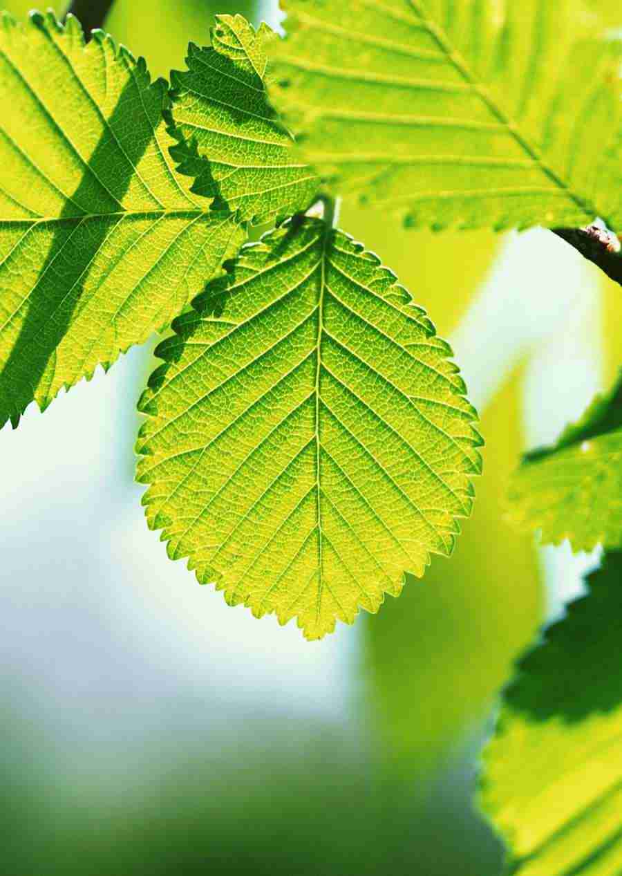 New Foliage - Datacraft Sozaijiten  ></a>
<script language=JavaScript> 
  var txt = 