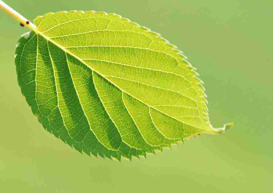 New Foliage - Datacraft Sozaijiten  ></a>
<script language=JavaScript> 
  var txt = 