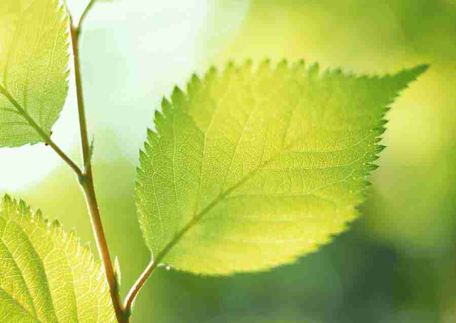 New Foliage - Datacraft Sozaijiten  ></a>
<script language=JavaScript> 
  var txt = 