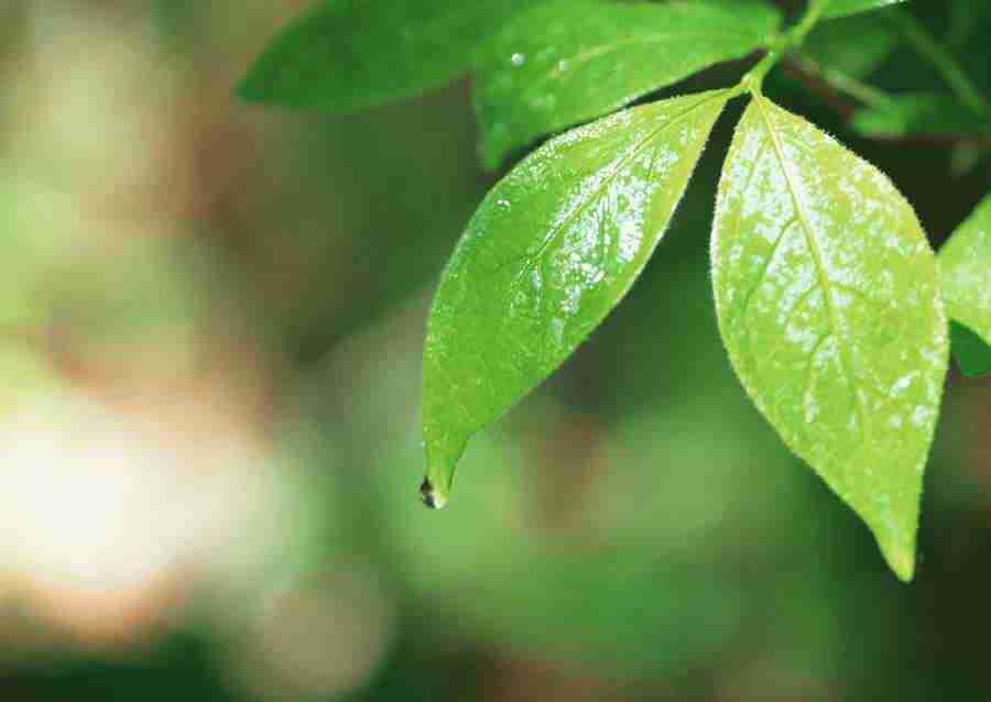 New Foliage - Datacraft Sozaijiten  ></a>
<script language=JavaScript> 
  var txt = 