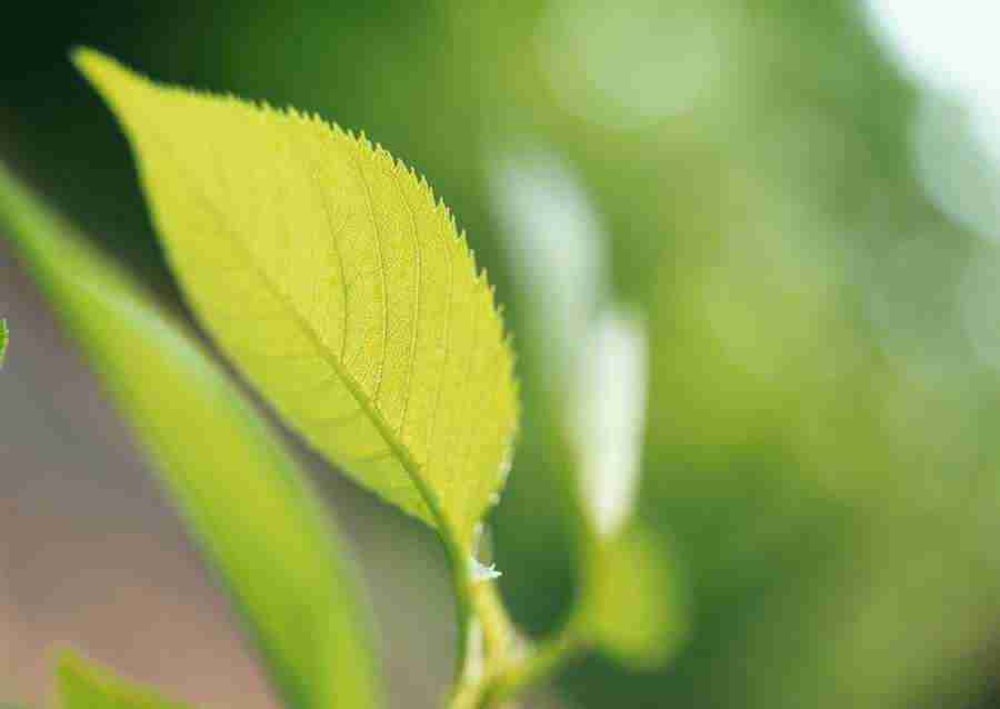 New Foliage - Datacraft Sozaijiten  ></a>
<script language=JavaScript> 
  var txt = 