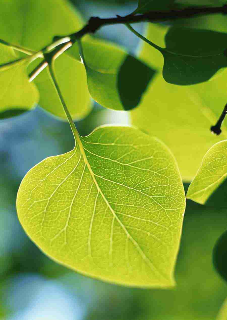 New Foliage - Datacraft Sozaijiten  ></a>
<script language=JavaScript> 
  var txt = 