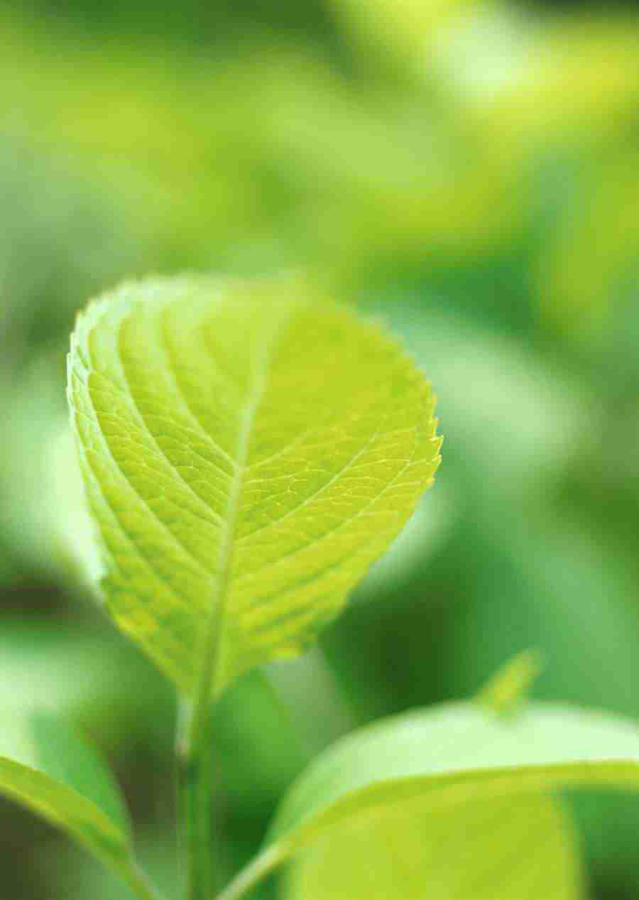 New Foliage - Datacraft Sozaijiten  ></a>
<script language=JavaScript> 
  var txt = 