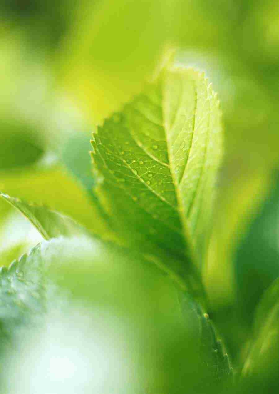 New Foliage - Datacraft Sozaijiten  ></a>
<script language=JavaScript> 
  var txt = 