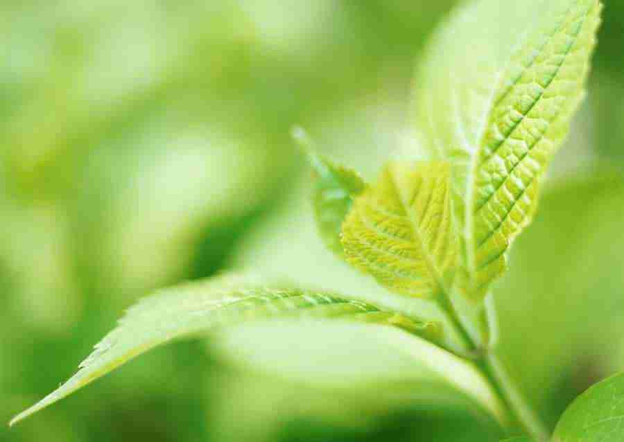 New Foliage - Datacraft Sozaijiten  ></a>
<script language=JavaScript> 
  var txt = 