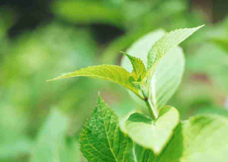 New Foliage - Datacraft Sozaijiten  ></a>
<script language=JavaScript> 
  var txt = 