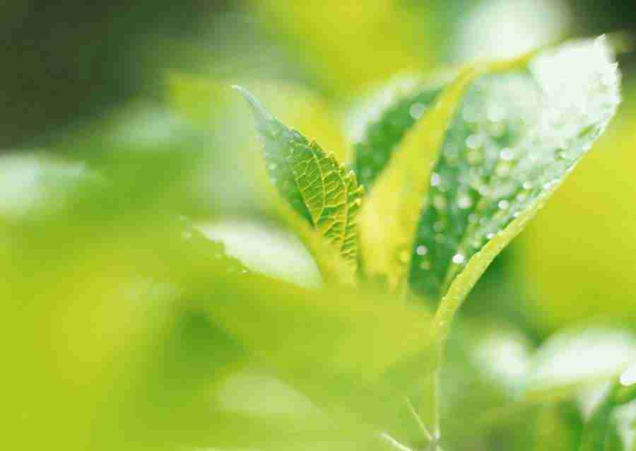 New Foliage - Datacraft Sozaijiten  ></a>
<script language=JavaScript> 
  var txt = 