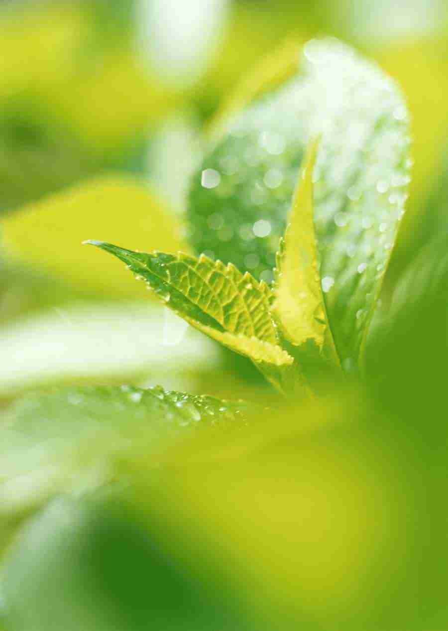 New Foliage - Datacraft Sozaijiten  ></a>
<script language=JavaScript> 
  var txt = 