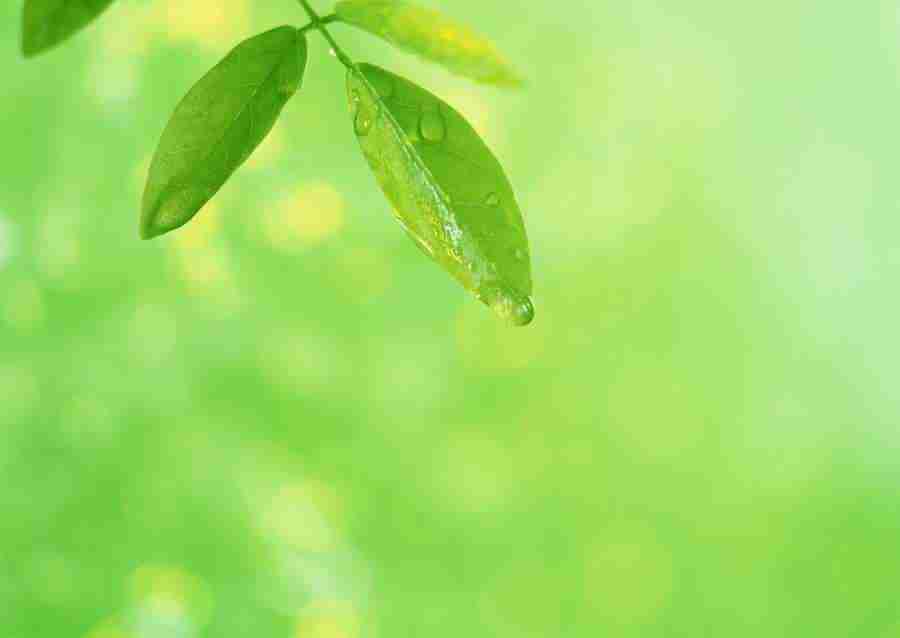 New Foliage - Datacraft Sozaijiten  ></a>
<script language=JavaScript> 
  var txt = 