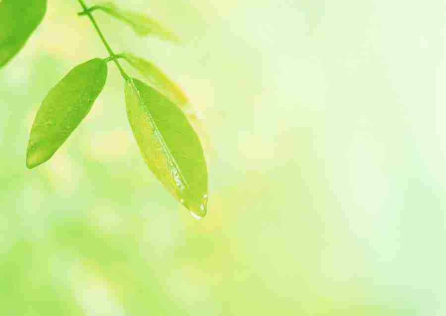 New Foliage - Datacraft Sozaijiten  ></a>
<script language=JavaScript> 
  var txt = 