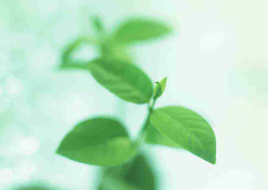 New Foliage - Datacraft Sozaijiten  ></a>
<script language=JavaScript> 
  var txt = 