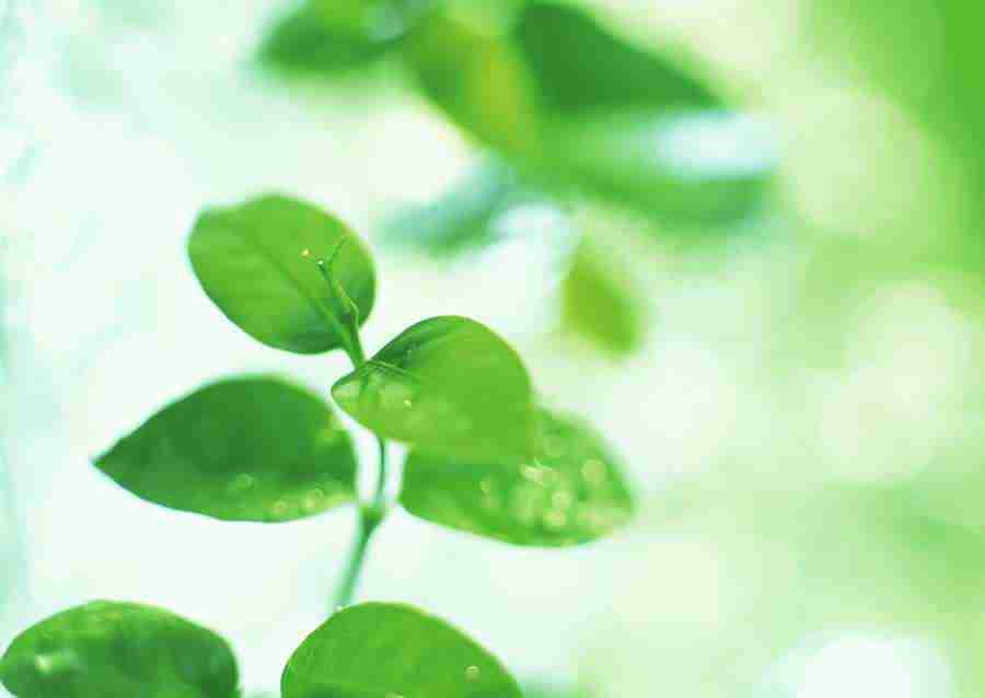 New Foliage - Datacraft Sozaijiten  ></a>
<script language=JavaScript> 
  var txt = 