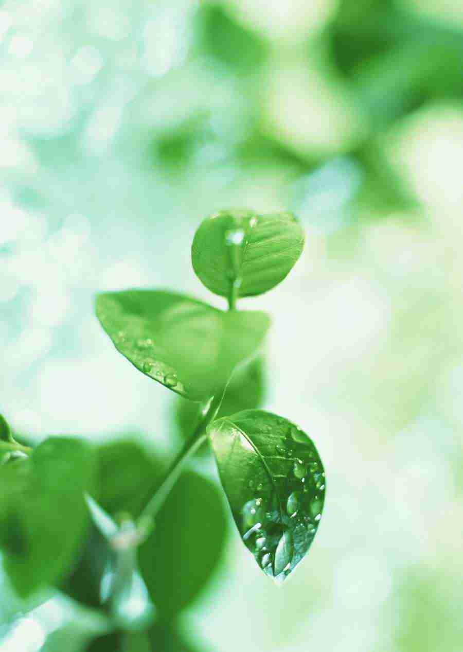 New Foliage - Datacraft Sozaijiten  ></a>
<script language=JavaScript> 
  var txt = 