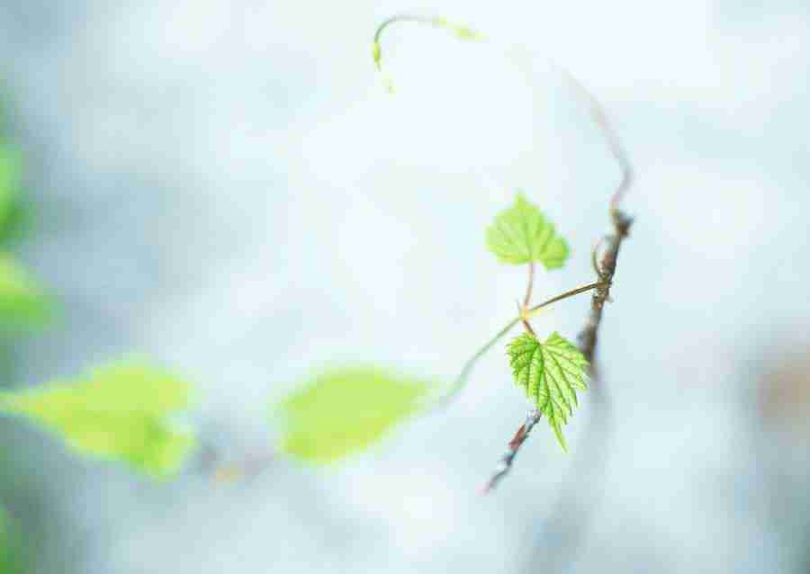 New Foliage - Datacraft Sozaijiten  ></a>
<script language=JavaScript> 
  var txt = 