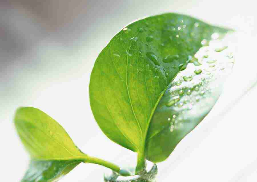 New Foliage - Datacraft Sozaijiten  ></a>
<script language=JavaScript> 
  var txt = 