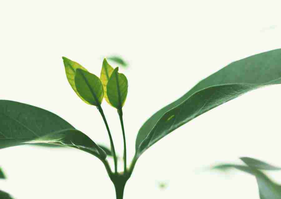 New Foliage - Datacraft Sozaijiten  ></a>
<script language=JavaScript> 
  var txt = 