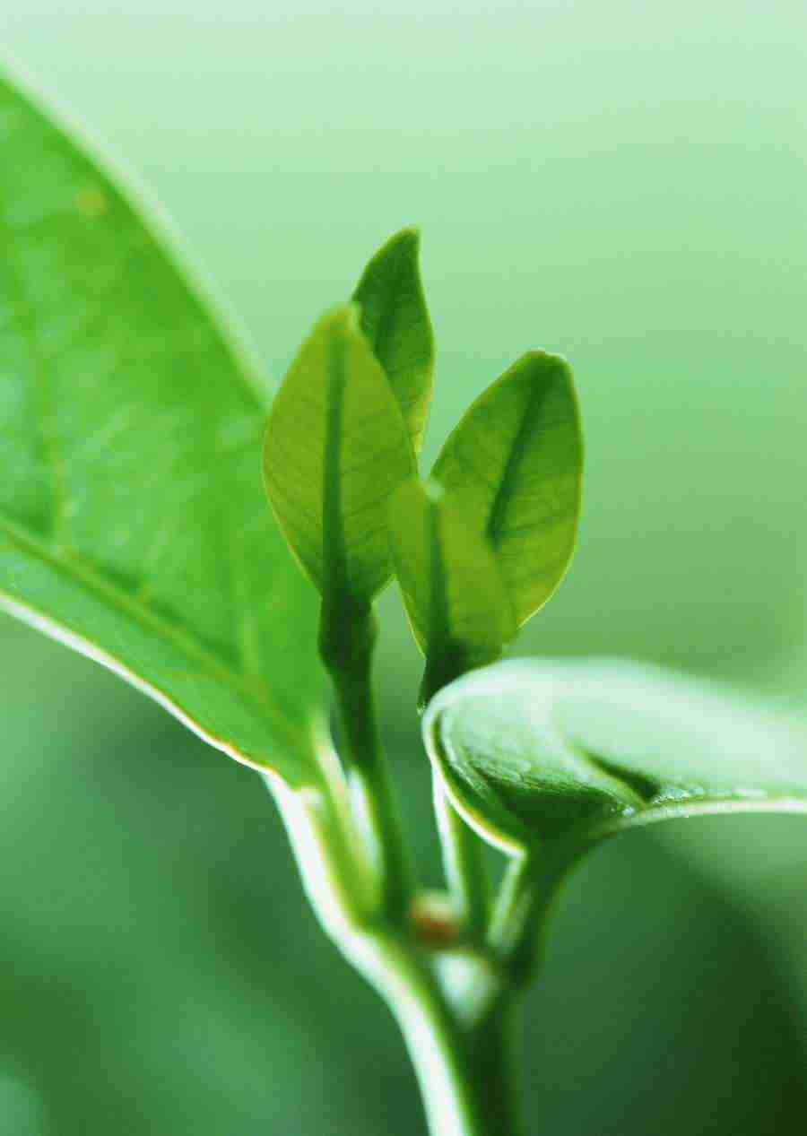 New Foliage - Datacraft Sozaijiten  ></a>
<script language=JavaScript> 
  var txt = 