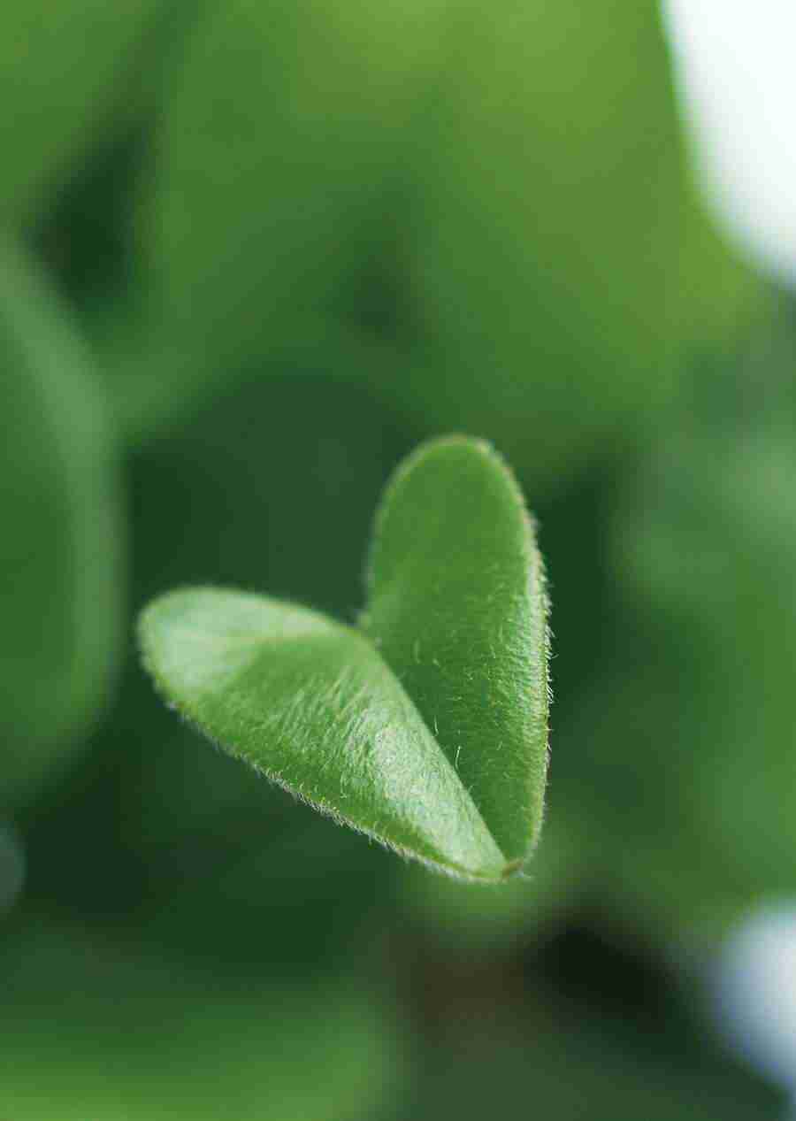 New Foliage - Datacraft Sozaijiten  ></a>
<script language=JavaScript> 
  var txt = 