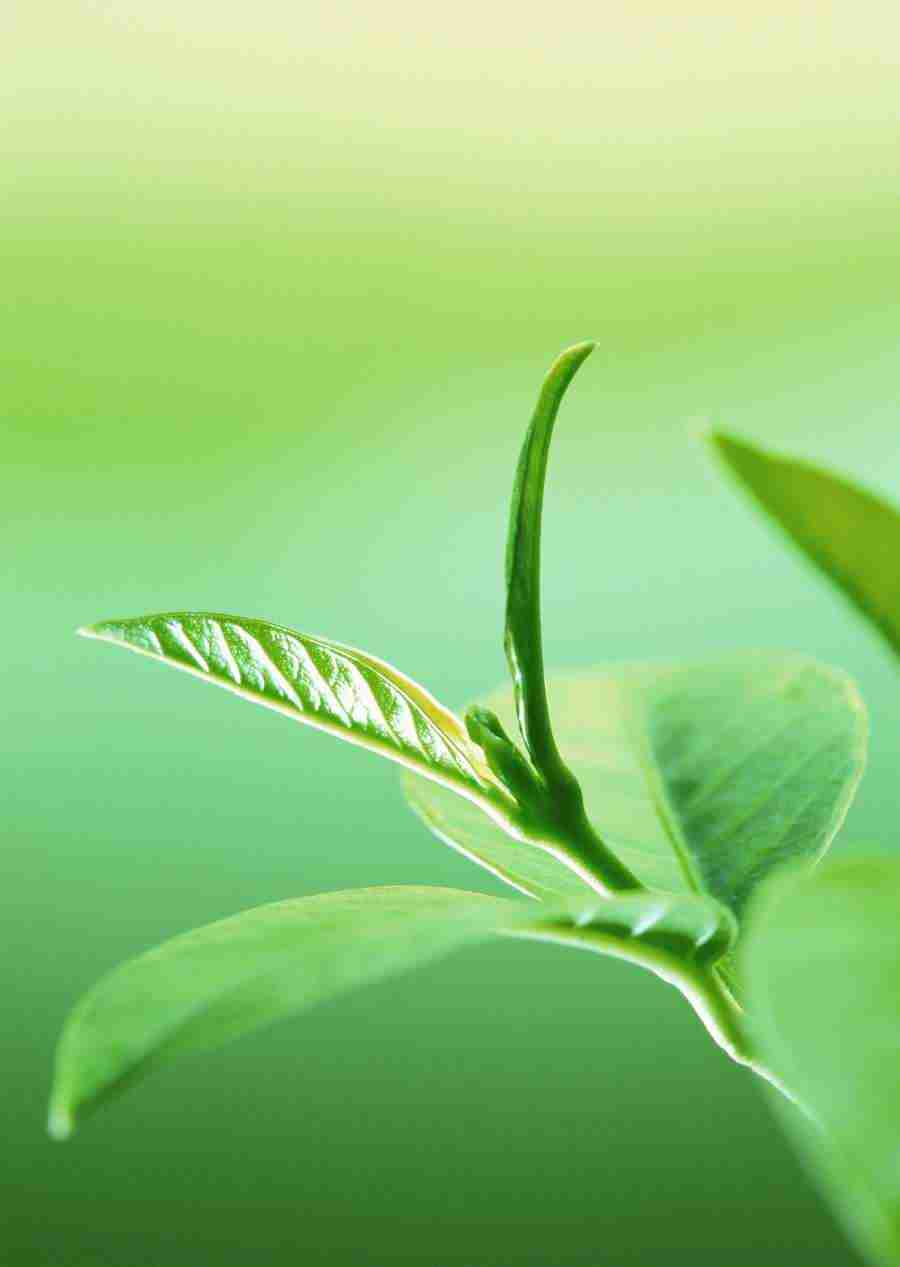 New Foliage - Datacraft Sozaijiten  ></a>
<script language=JavaScript> 
  var txt = 