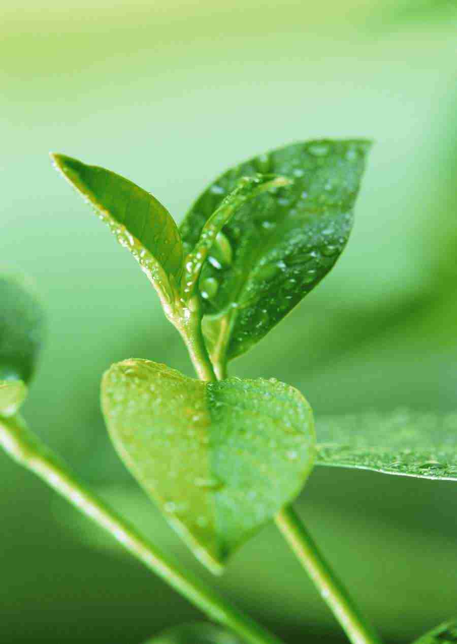 New Foliage - Datacraft Sozaijiten  ></a>
<script language=JavaScript> 
  var txt = 