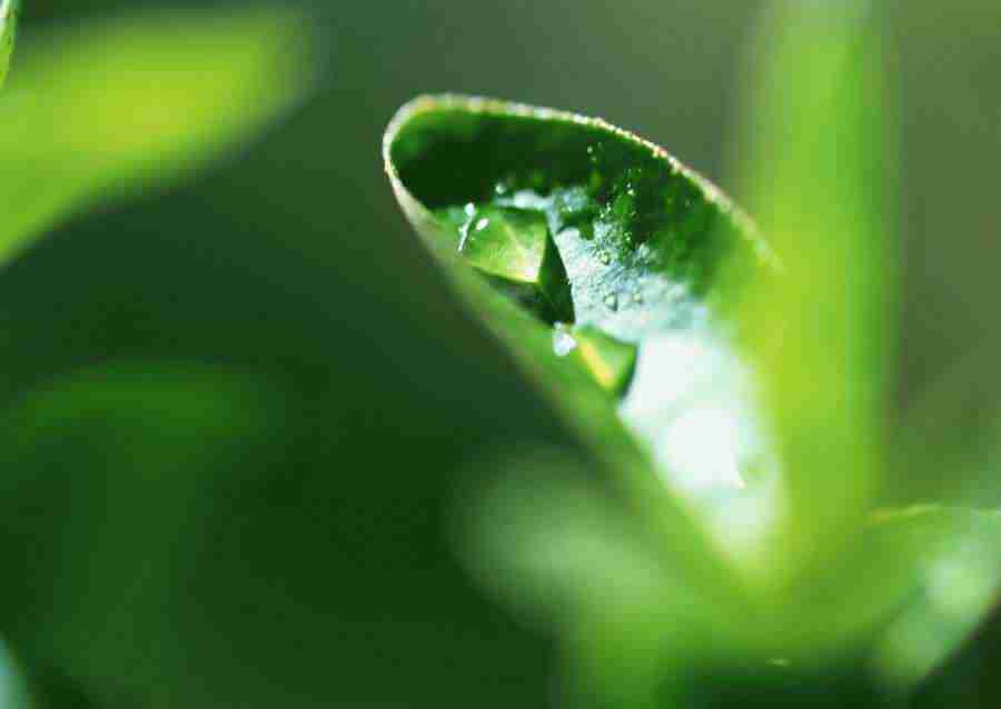 New Foliage - Datacraft Sozaijiten  ></a>
<script language=JavaScript> 
  var txt = 