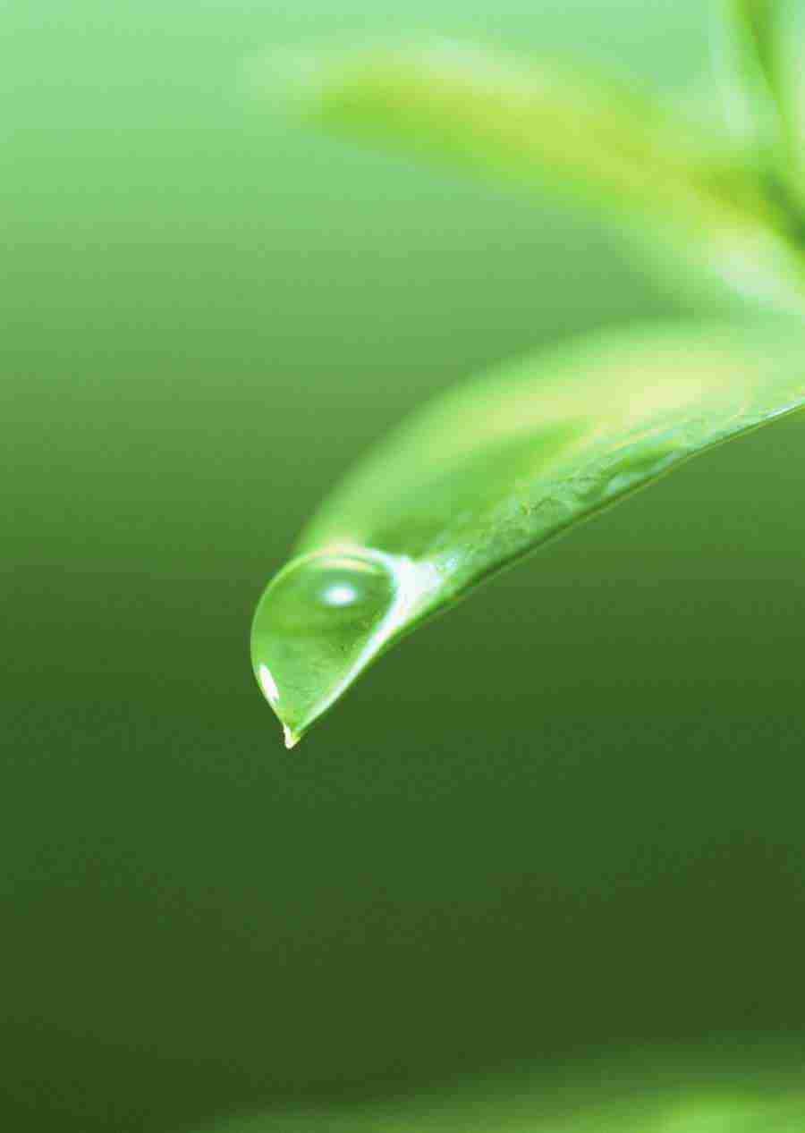 New Foliage - Datacraft Sozaijiten  ></a>
<script language=JavaScript> 
  var txt = 