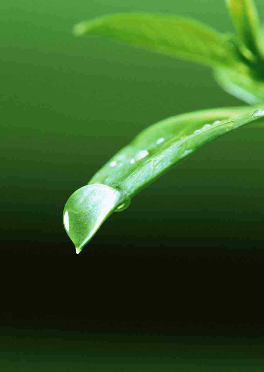 New Foliage - Datacraft Sozaijiten  ></a>
<script language=JavaScript> 
  var txt = 