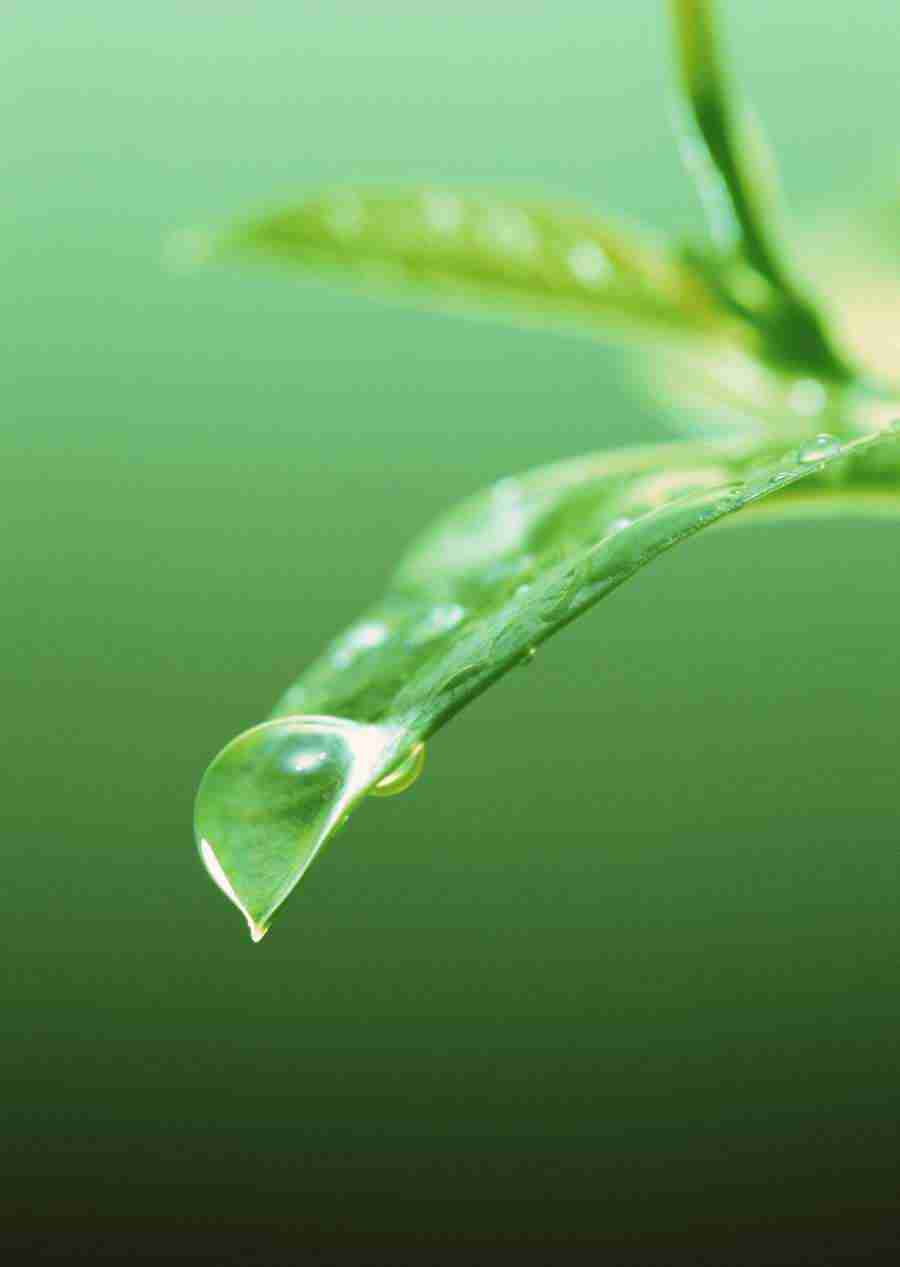 New Foliage - Datacraft Sozaijiten  ></a>
<script language=JavaScript> 
  var txt = 