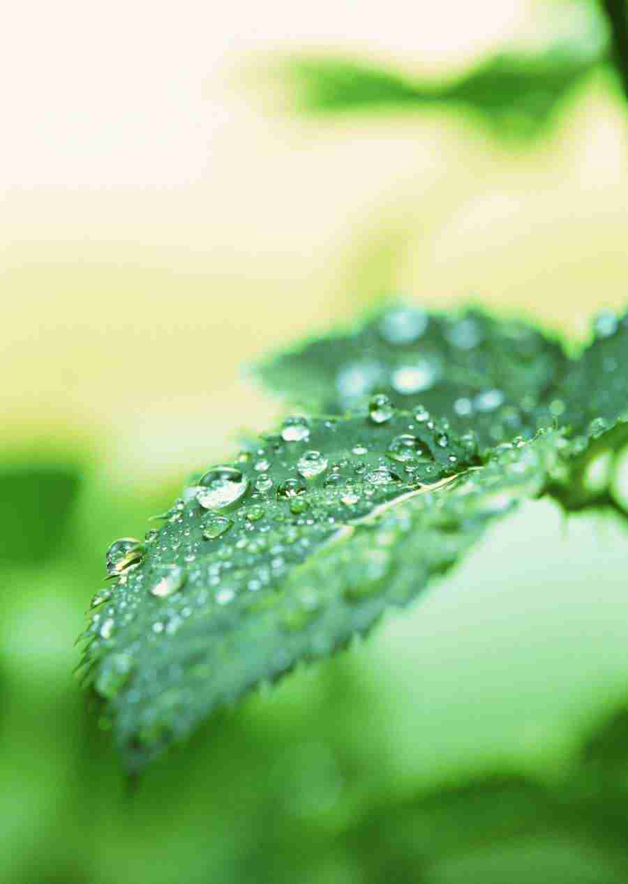 New Foliage - Datacraft Sozaijiten  ></a>
<script language=JavaScript> 
  var txt = 