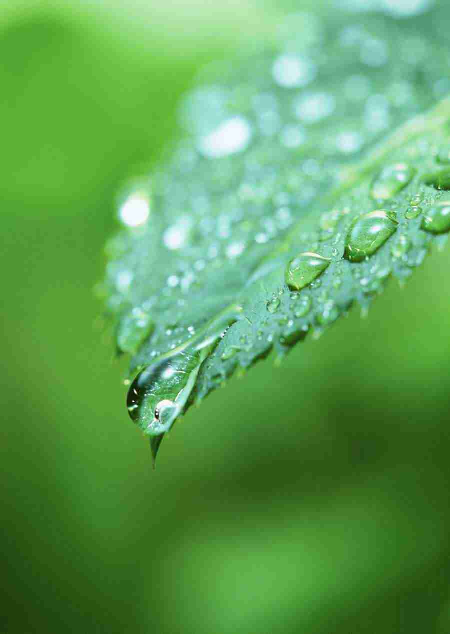 New Foliage - Datacraft Sozaijiten  ></a>
<script language=JavaScript> 
  var txt = 