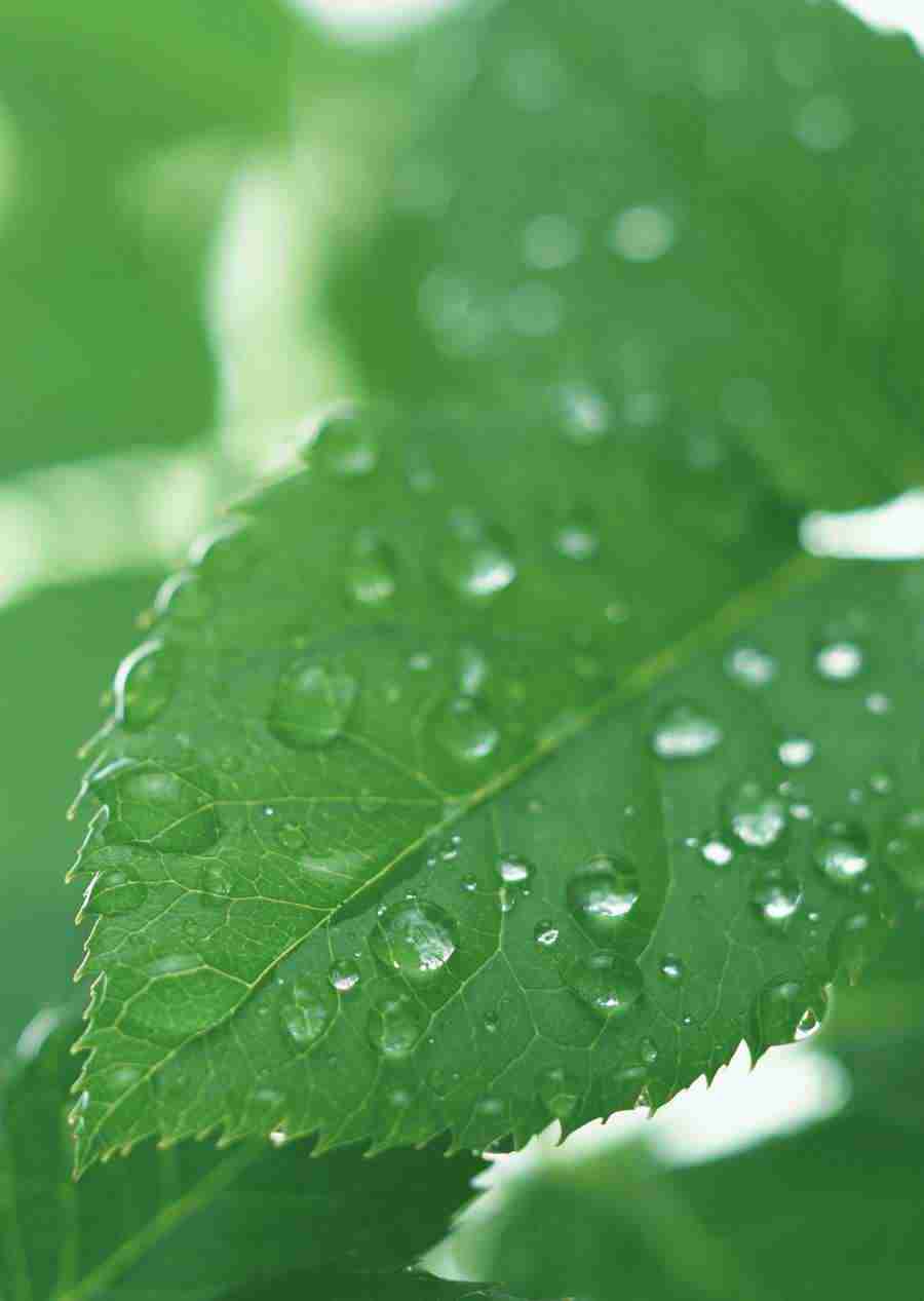 New Foliage - Datacraft Sozaijiten  ></a>
<script language=JavaScript> 
  var txt = 