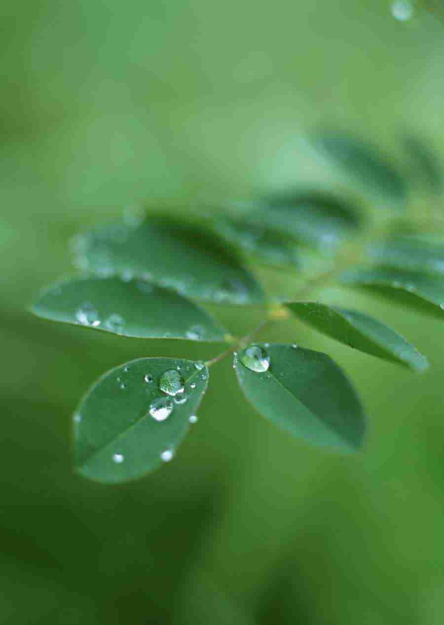 New Foliage - Datacraft Sozaijiten  ></a>
<script language=JavaScript> 
  var txt = 