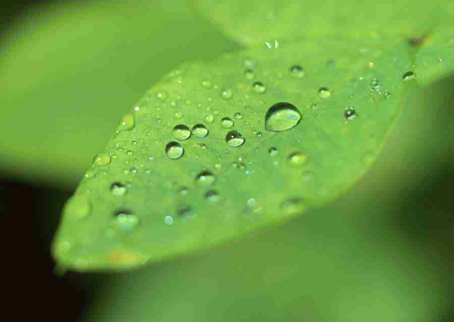 New Foliage - Datacraft Sozaijiten  ></a>
<script language=JavaScript> 
  var txt = 