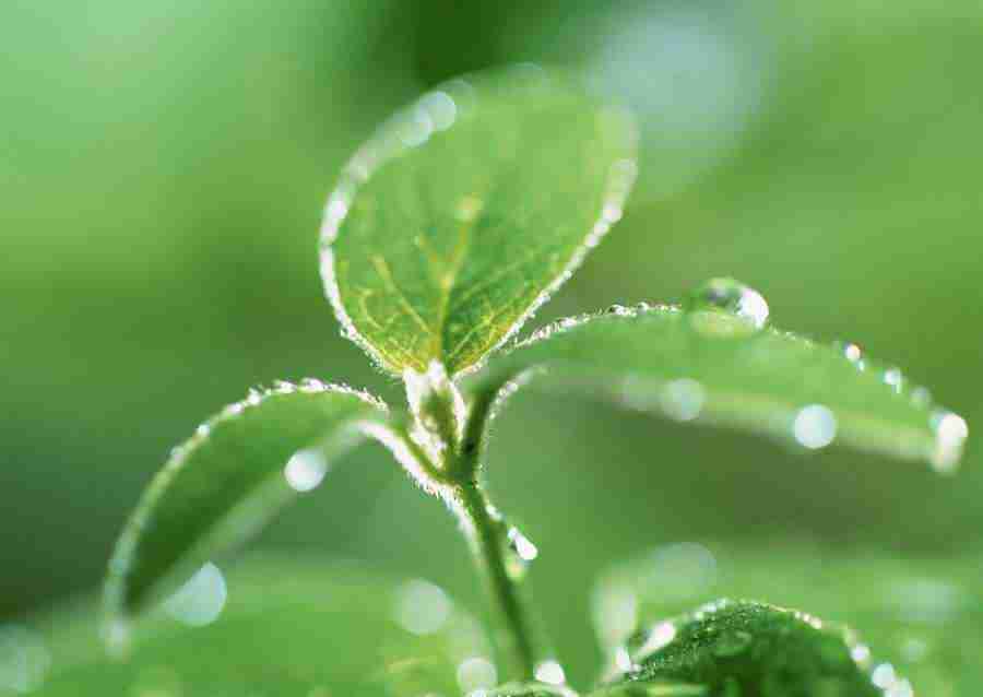 New Foliage - Datacraft Sozaijiten  ></a>
<script language=JavaScript> 
  var txt = 