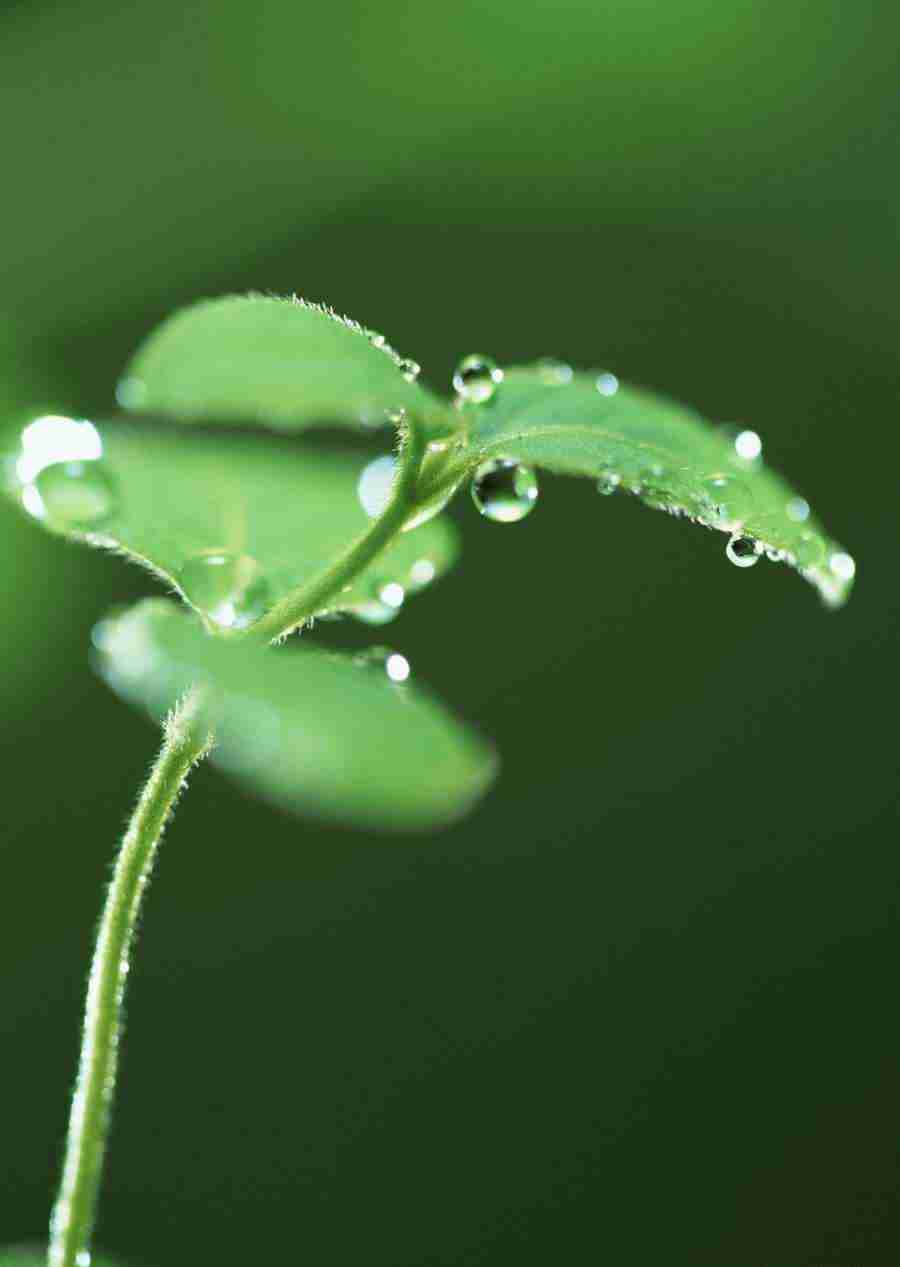 New Foliage - Datacraft Sozaijiten  ></a>
<script language=JavaScript> 
  var txt = 