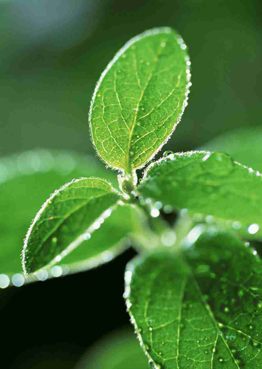 New Foliage - Datacraft Sozaijiten  ></a>
<script language=JavaScript> 
  var txt = 