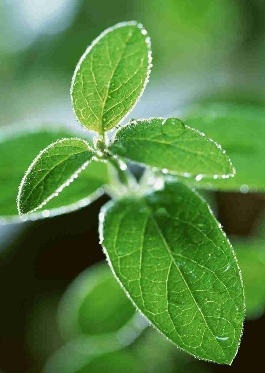 New Foliage - Datacraft Sozaijiten  ></a>
<script language=JavaScript> 
  var txt = 